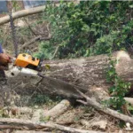 Fallen Tree Removal