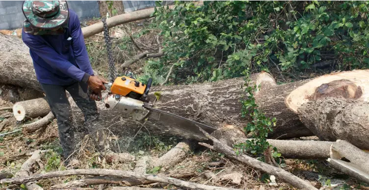 Fallen Tree Removal