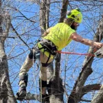 5 Warning Signs Your Tree Won't Survive an OKC Windstorm