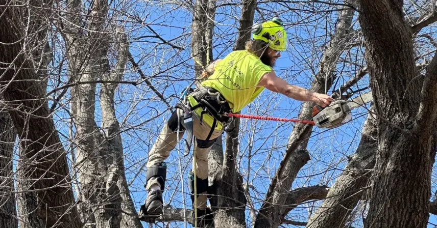 5 Warning Signs Your Tree Won't Survive an OKC Windstorm