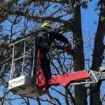 How Much Does Tree Trimming Cost?