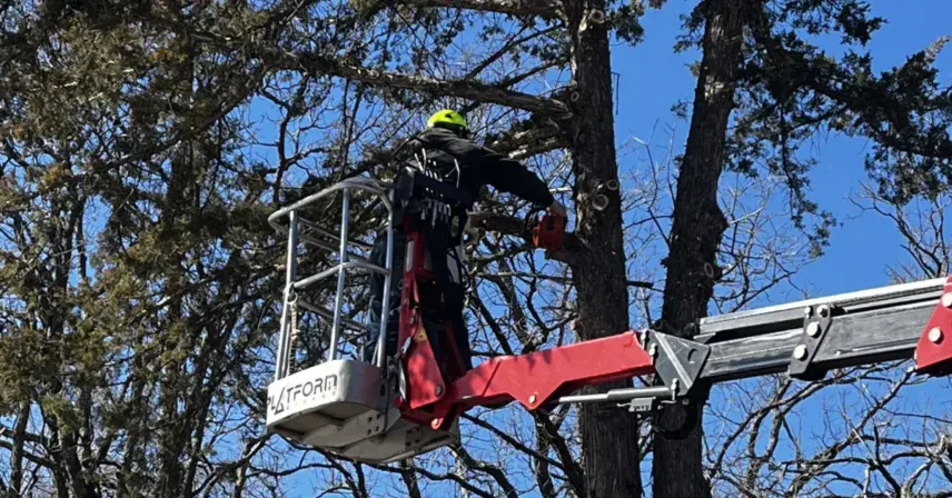 How Much Does Tree Trimming Cost?
