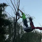 Comprehensive pruning and trimming to improve tree structure
