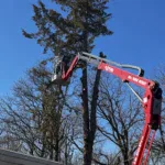 Backyard Hazard Tree Removal