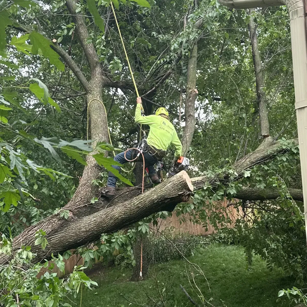 Storm-Damaged Tree Removal