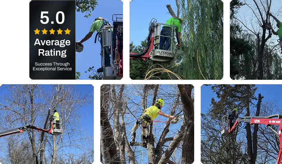About Vision Tree Service
