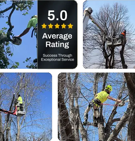 About Vision Tree Service