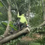 Tree Removal And Hazard Mitigation