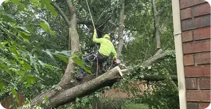 Tree Removal And Hazard Mitigation