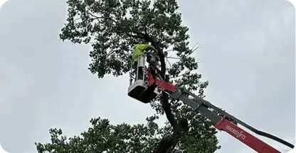 Tree Trimming