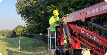 Stump Grinding And Root Removal