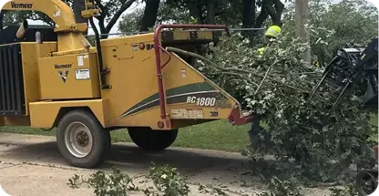 Shrub Removal And Trimming