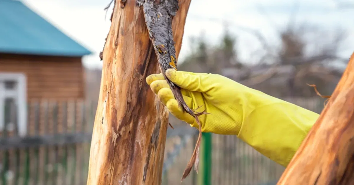 Sick and Dying Tree Treatment in OKC, OK