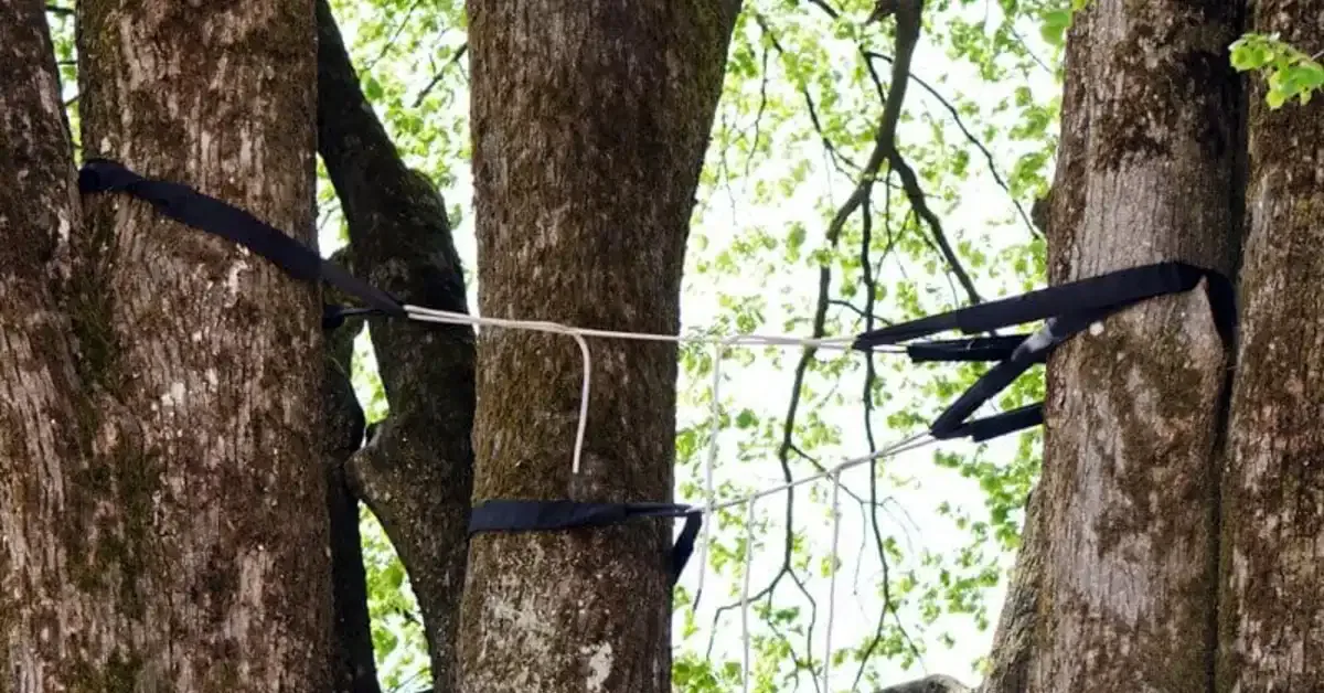 Tree Bracing in Oklahoma City, OK