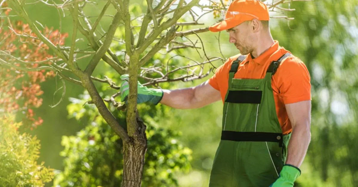 Tree Care in Oklahoma City, OK