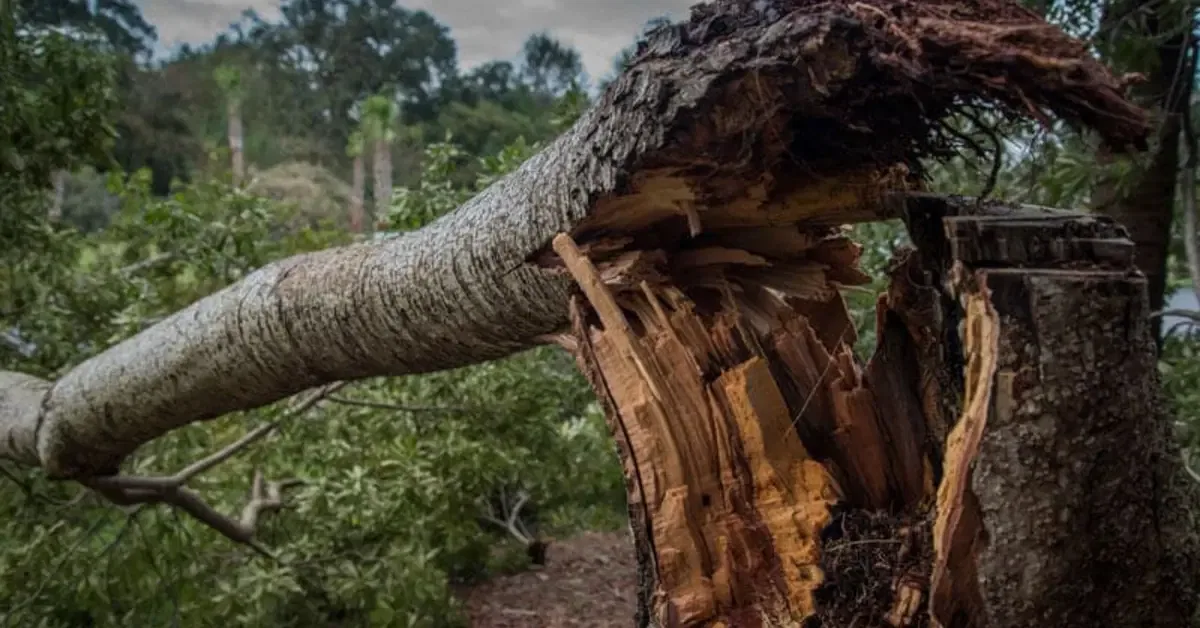 Tree Debris Removal in Oklahoma City, OK