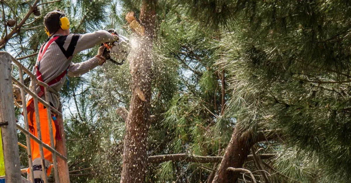 Tree Limb Removal in Oklahoma City, OK