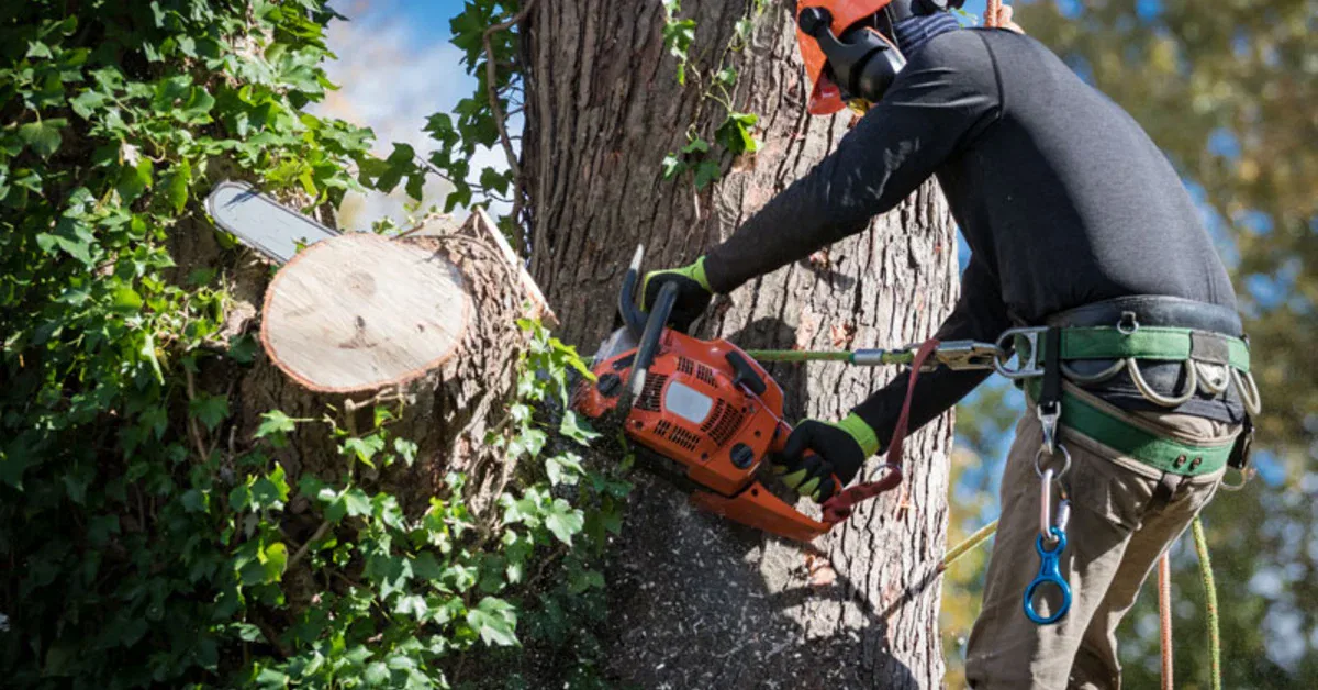 Tree Removal in Oklahoma City, OK