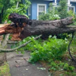 Storm Damage Tree Removal and Clean Up in OKC