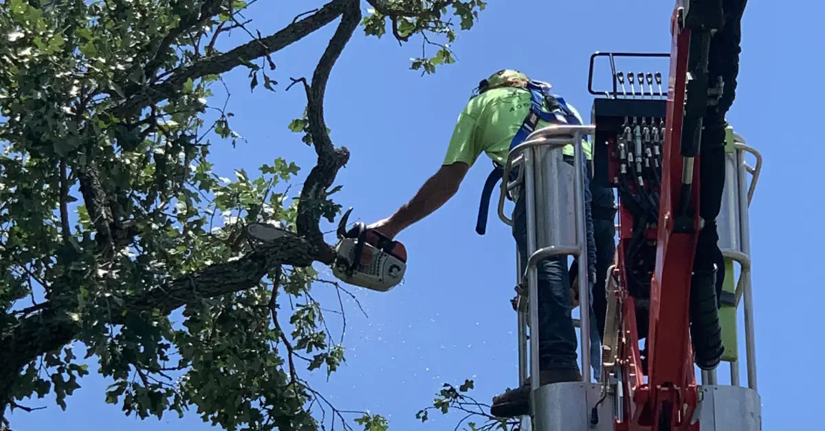 Tree Pruning