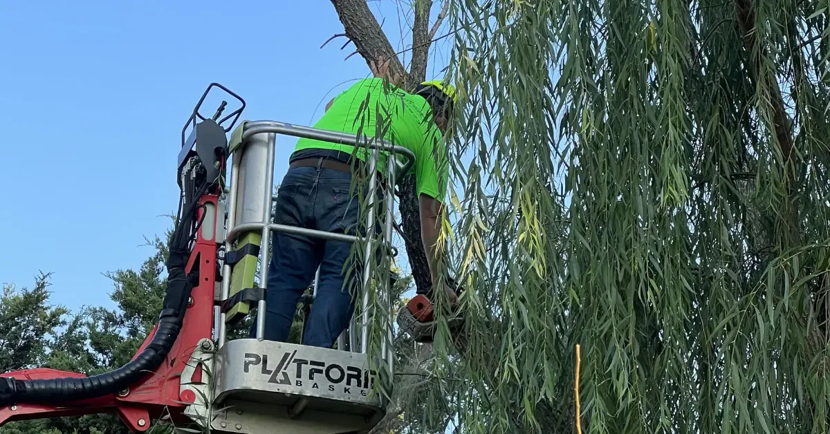 Tree Limb Removal