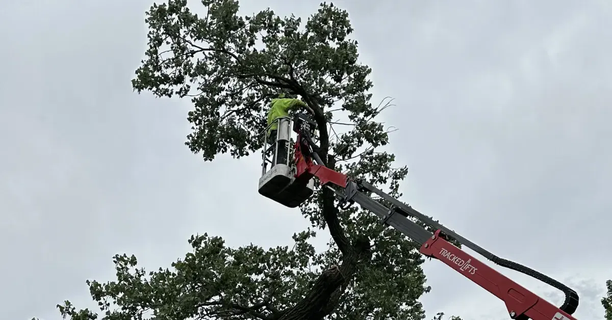 Tree Trimming