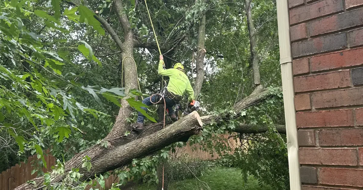 Emergency Tree Service