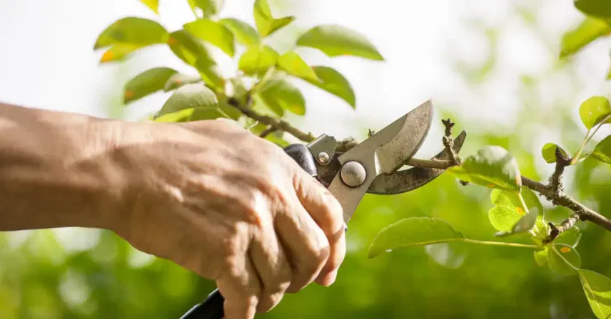 The Ultimate Guide to Tree Cutting Service in Oklahoma: Vision Tree Service at Your Service
