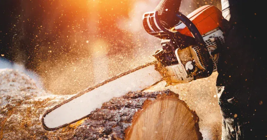 Understanding Tree Felling: A Comprehensive Guide for Oklahoma Residents – Vision Tree Service