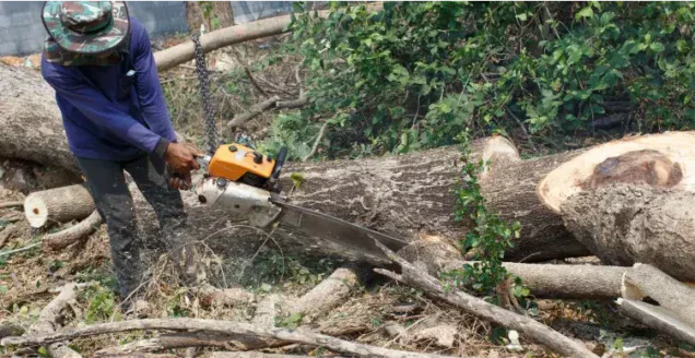 Fallen Tree Removal in Edmond, OK