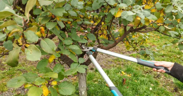 Fall Tree Care Checklist