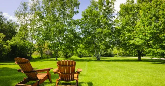 How To Get Rid of a Lawn With a Lot of Weeds
