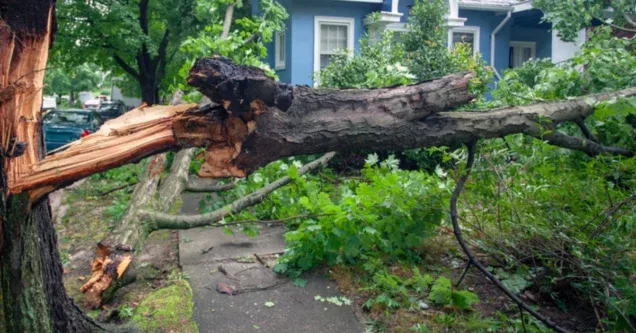 Hazardous Tree Removal Programs: Does Your OKC Neighborhood Qualify for City Aid?