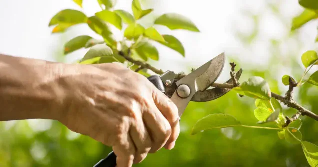The Ultimate Guide to Tree Cutting Service in Oklahoma: Vision Tree Service at Your Service