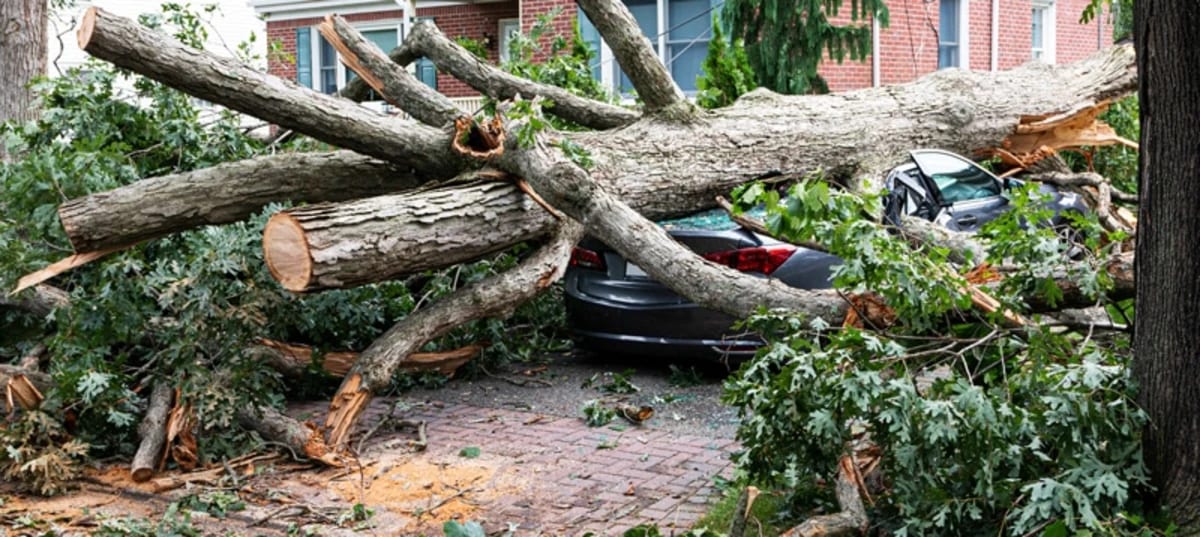 Emergency Tree Services in OKC