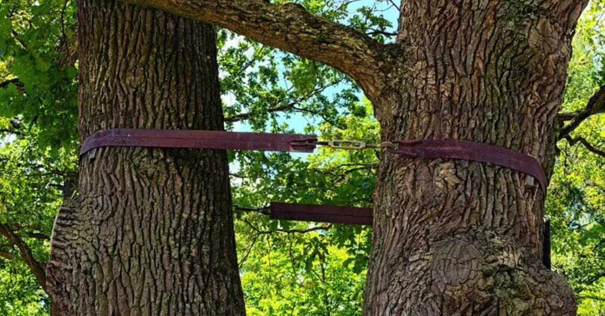 Tree Cabling in Oklahoma City, OK