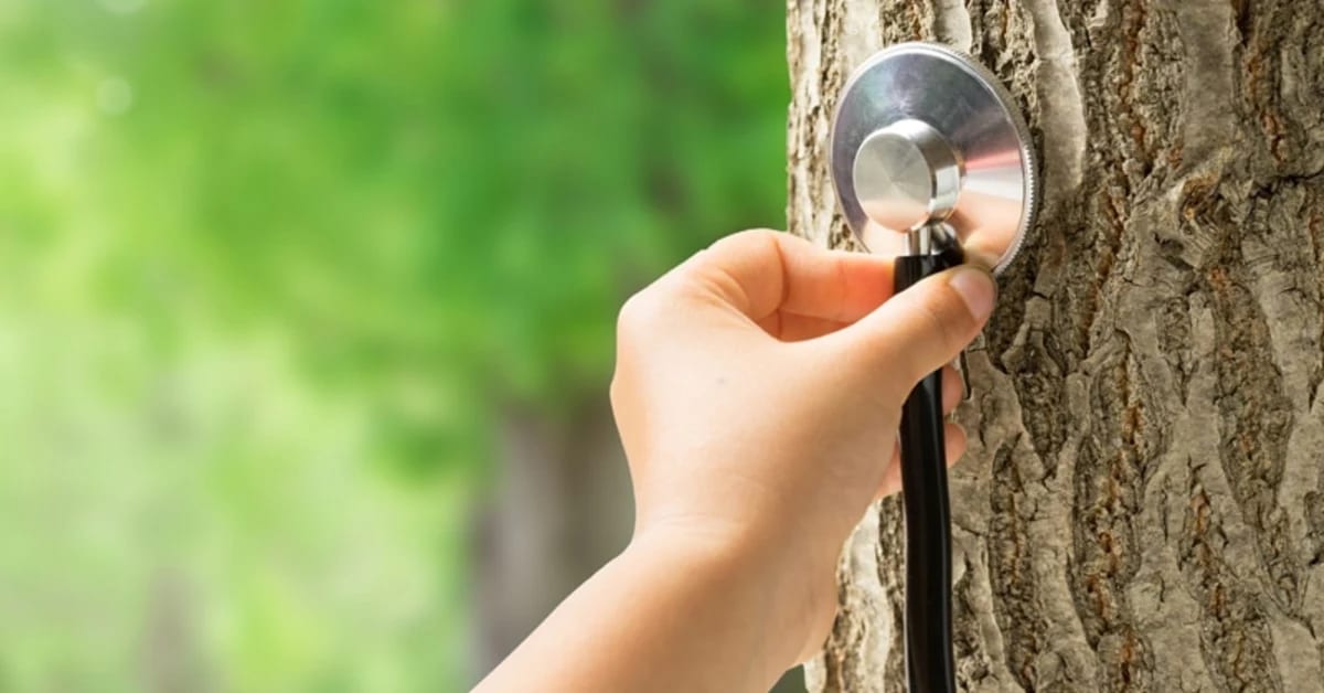 Tree Health and Nutrition Check In OKC