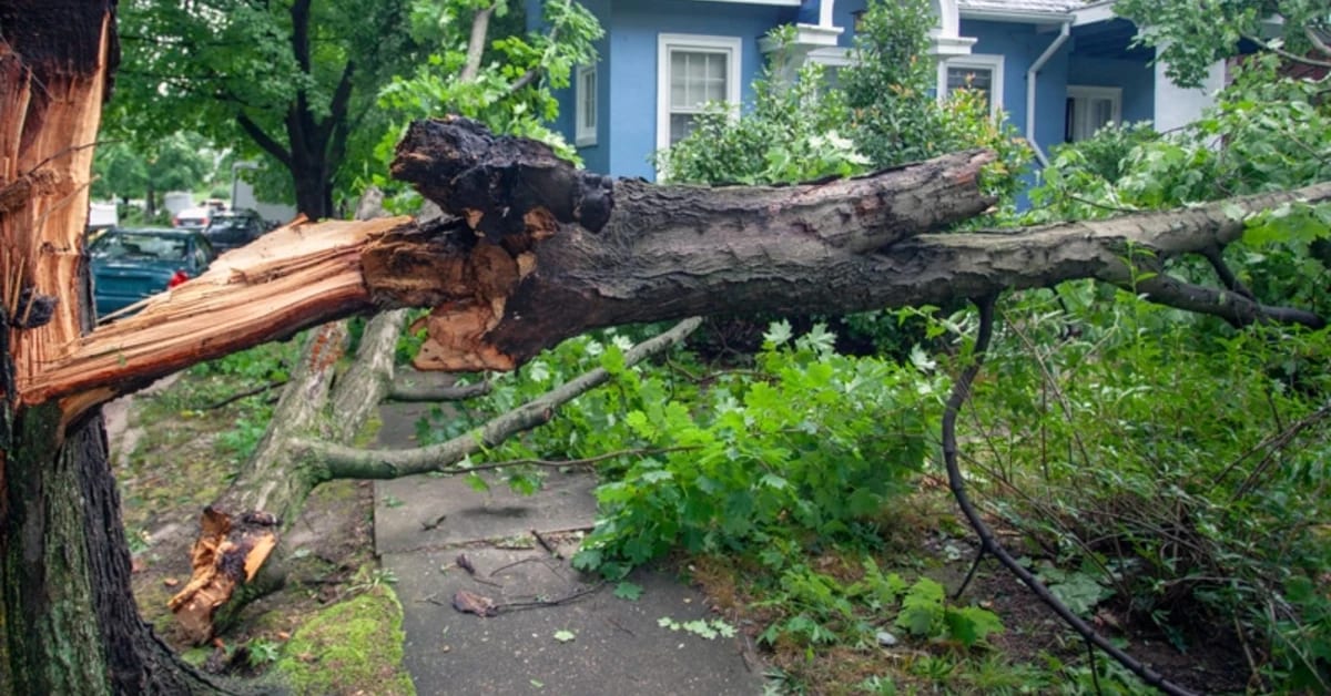 Storm Damage Tree Removal and Clean Up in OKC