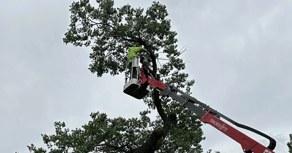 Tree Trimming