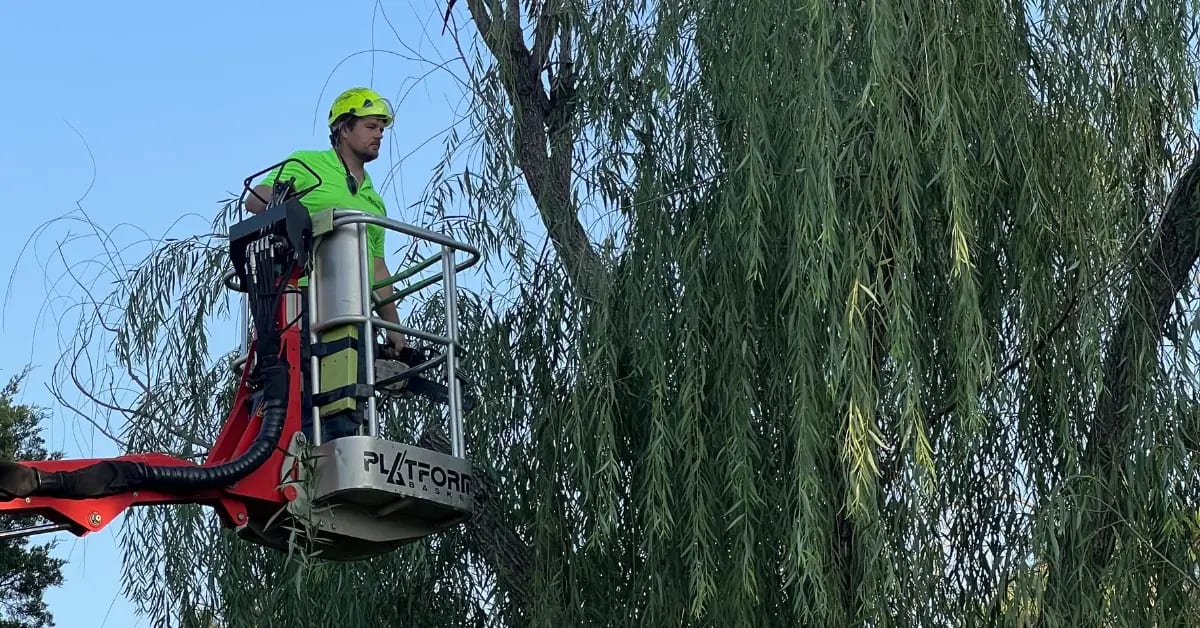 Shrub Trimming & Removal